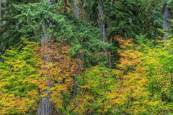 Jaynes Gallery 아티스트의 USA-Washington State-Olympic National Park Vine maple trees in old growth forest in autumn작품입니다.